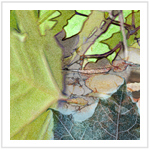 Fall Color III - Image 5